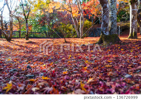 秋日靜謐的公園景色,落葉紛飛。 秋日靜謐的公園景色,落葉紛飛。 136726999