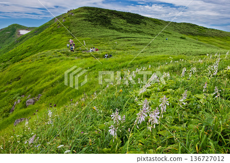 在鳥海山木坂田步道的岔路口，玉簪花盛開。 136727012