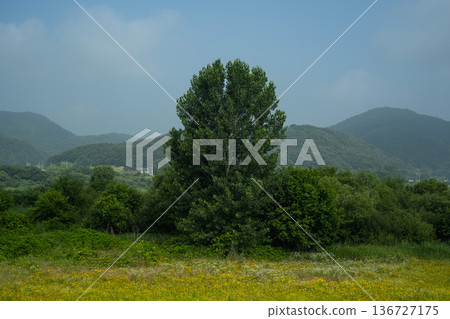Baekma Riverside Bicycle Path  136727175