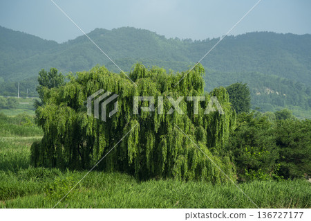 Baekma Riverside Bicycle Path Baekma Riverside Bicycle Path 136727177