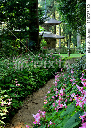 Iwawakiji Temple (Tahoto Pagoda) with blooming begonias [Kawachinagano City, Osaka Prefecture] 136727480