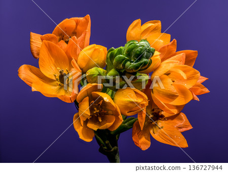 Vibrant Orange Sun Star Flowers with Dew on Purple Background Vibrant Orange Sun Star Flowers with Dew on Purple Background 136727944