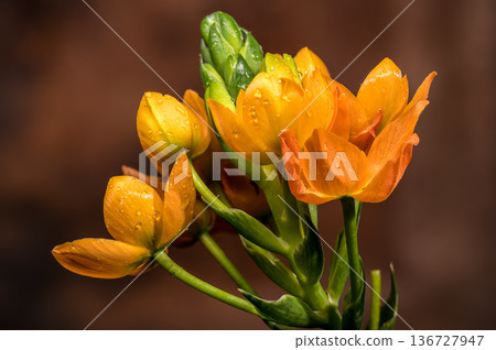 Orange Sun Star Flowers with Water Drops on Brown Background Orange Sun Star Flowers with Water Drops on Brown Background 136727947