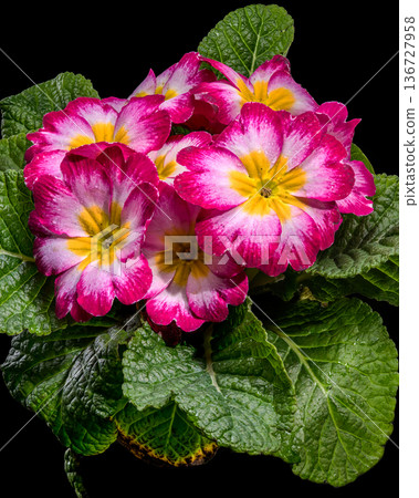 Vibrant Pink and Yellow Primrose Flowers with Green Leaves 136727958