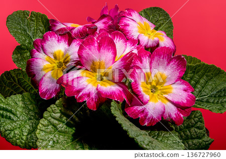 Close Up Pink Primrose Flowers Against a Solid Red Background Close Up Pink Primrose Flowers Against a Solid Red Background 136727960