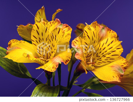 Yellow Alstroemeria Lily Flowers with Dew on Purple Background 136727966