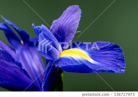 Macro of Blue Dutch Iris Petal with Water Drops on Green Macro of Blue Dutch Iris Petal with Water Drops on Green 136727973