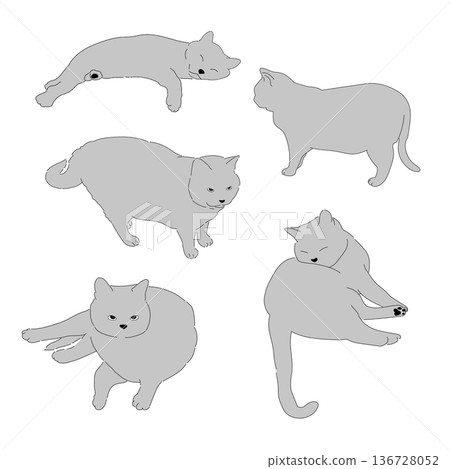 Gray cat set Gray cat set 136728052