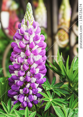 春天盛開的羽扇豆 136728274