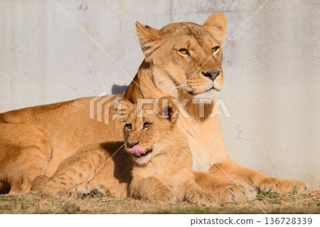 Lion cub cuddling with its mother Lion cub cuddling with its mother 136728339
