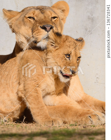 Lion cub pampered by its mother Lion cub pampered by its mother 136728341