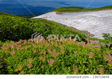 鳥海山、宍道雪原和阿留申群島的花穗 136728646