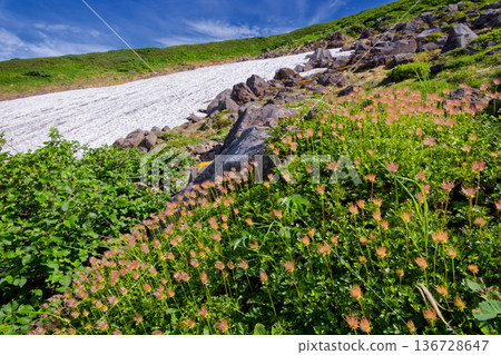 Mount Chokai, Shinji snowfield and flower spikes of Aleutiana Mount Chokai, Shinji snowfield and flower spikes of Aleutiana 136728647