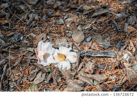 凋落的山茶花 凋落的山茶花 136728672