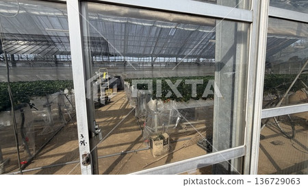 Farmer's strawberry greenhouse Farmer's strawberry greenhouse 136729063