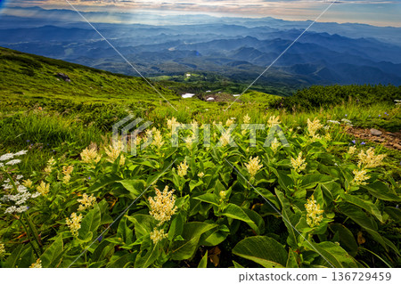 晨曦灑落在鳥海山外緣和群山間的翁塔德蟻群落上 136729459