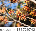 Witch hazel flowers herald the arrival of spring 136729742