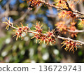 Witch hazel flowers herald the arrival of spring 136729743