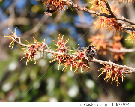 Witch hazel flowers herald the arrival of spring Witch hazel flowers herald the arrival of spring 136729743