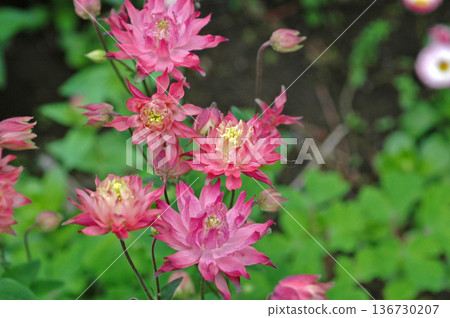 Dancing salmon pink Aquilegia flowers 136730207