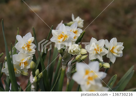 Double-flowered daffodils with white petals and yellow centers bloom in a park in winter Double-flowered daffodils with white petals and yellow centers bloom in a park in winter 136730216