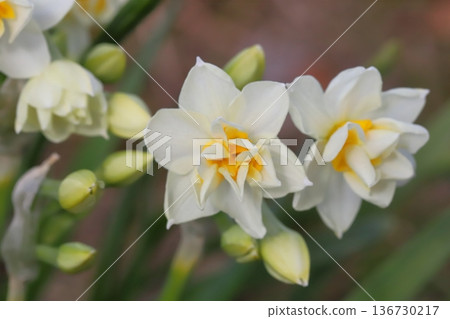 Double-flowered daffodils with white petals and yellow centers bloom in a park in winter 136730217
