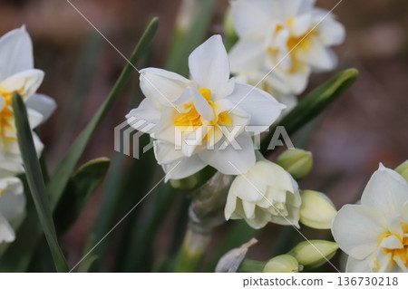 冬日公園裡,重瓣水仙花盛開,花瓣潔白,花心金黃。 冬日公園裡,重瓣水仙花盛開,花瓣潔白,花心金黃。 136730218