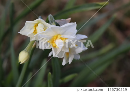 冬日公園裡，重瓣水仙花盛開，花瓣潔白，花心金黃。 136730219