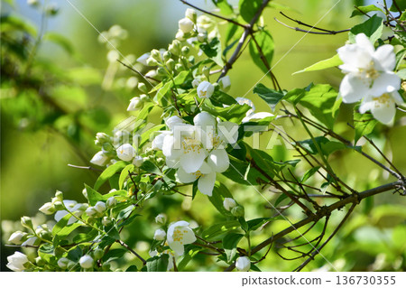 Mock orange Philadelphus 136730355