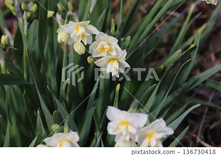 Double-flowered daffodils with white petals and yellow centers bloom in a winter garden Double-flowered daffodils with white petals and yellow centers bloom in a winter garden 136730418