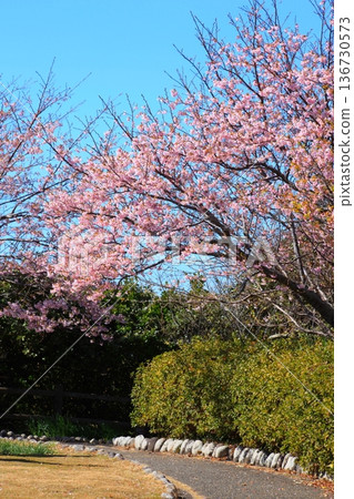 河津櫻花盛開的公園,預示著早春的到來。 河津櫻花盛開的公園,預示著早春的到來。 136730573