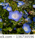 藍色粉蝶 136730596