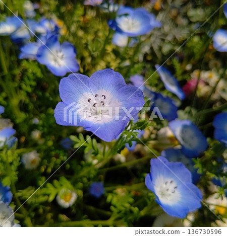 藍色粉蝶 藍色粉蝶 136730596
