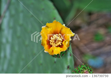 Prickly pear cactus flowers (summer, June) Prickly pear cactus flowers (summer, June) 136730730