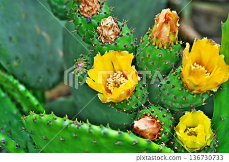 Prickly pear cactus flowers (summer, June) 136730733