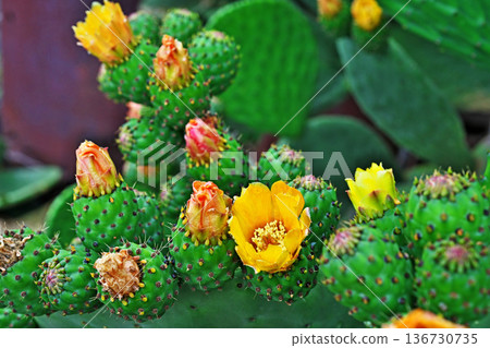 Prickly pear cactus flowers (summer, June) Prickly pear cactus flowers (summer, June) 136730735
