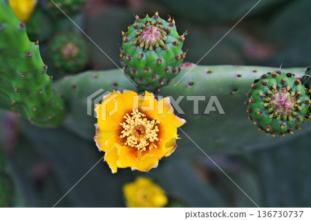 Prickly pear cactus flowers (summer, June) 136730737