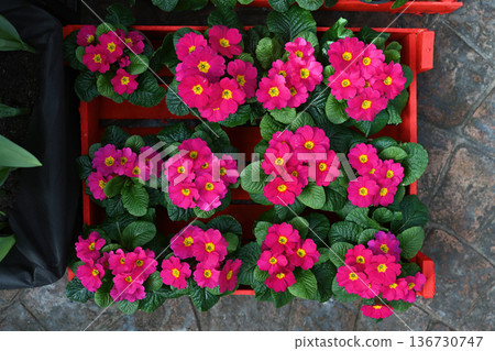 Bright pink primrose flowers with yellow centers in a red wooden box. Top view of blooming spring primula plants in pots for gardening and decor. Bright pink primrose flowers with yellow centers in a red wooden box. Top view of blooming spring primula plants in pots for gardening and decor. 136730747
