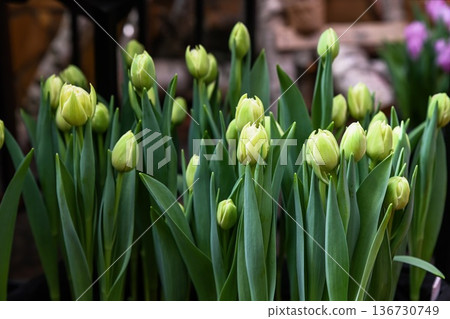 Close up of green tulip flower bud in spring garden. Creative floral background with blooming plant and fresh leaf for nature decoration and design. Close up of green tulip flower bud in spring garden. Creative floral background with blooming plant and fresh leaf for nature decoration and design. 136730749