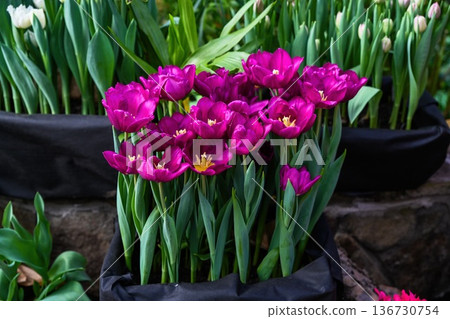 Bright purple tulip flower blooming in black nursery bag. Beautiful spring plant with green leaf for creative garden decor and floral design idea. 136730754