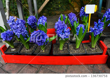 Blue hyacinth flower in black pot at floral market. Blooming hyacinthus orientalis plant in red wooden box for sale in flower shop and garden nursery. Blue hyacinth flower in black pot at floral market. Blooming hyacinthus orientalis plant in red wooden box for sale in flower shop and garden nursery. 136730758