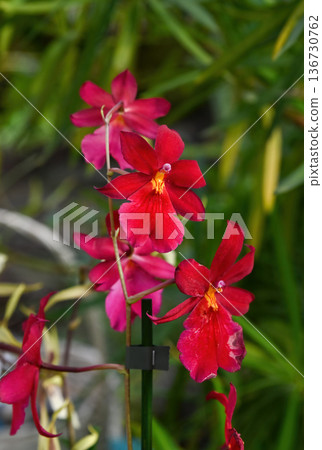 Bright red orchid flower blooming in spring garden. Beautiful blooming cambria plant with green leaf for floral background and seasonal garden decor. Bright red orchid flower blooming in spring garden. Beautiful blooming cambria plant with green leaf for floral background and seasonal garden decor. 136730762