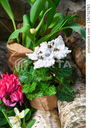 White cyclamen flower and pink blooming plant in craft paper wrap on birch log. Spring garden decor with tulip bud for floral market and flower shop. White cyclamen flower and pink blooming plant in craft paper wrap on birch log. Spring garden decor with tulip bud for floral market and flower shop. 136730765