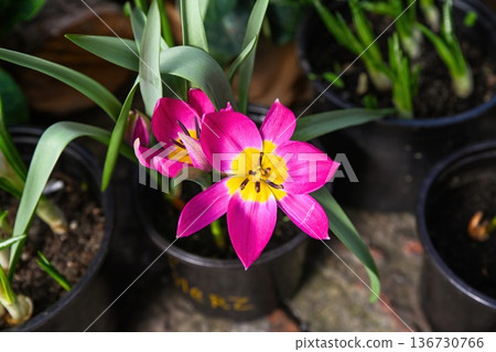 Bright pink botanical tulip flower with yellow center in black pot. Beautiful low growing tulipa humilis plant for spring garden decor and nursery. 136730766