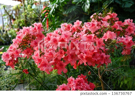 Beautiful pink azalea flower blooming in spring garden. Flowering rhododendron indicum plant with green leaf for floral background and nature decor. Beautiful pink azalea flower blooming in spring garden. Flowering rhododendron indicum plant with green leaf for floral background and nature decor. 136730767