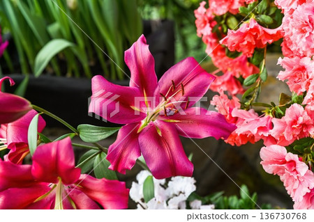 Bright pink lily flower blooming in spring garden. Beautiful lily hybrid plant with green leaf and azalea for floral background and nature decor. Bright pink lily flower blooming in spring garden. Beautiful lily hybrid plant with green leaf and azalea for floral background and nature decor. 136730768