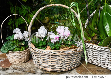 White and pink cyclamen flower blooming in wicker basket. Beautiful spring plant with green leaf for gift and creative garden decor in flower shop. White and pink cyclamen flower blooming in wicker basket. Beautiful spring plant with green leaf for gift and creative garden decor in flower shop. 136730769