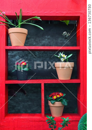 Creative spring garden idea with primrose and narcissus in pot on red shelf. Blooming plant for home decoration design and floral shop decoration. 136730780