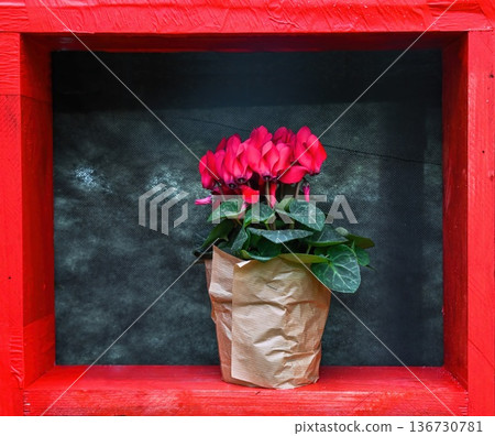 Creative spring garden idea with red cyclamen flower in paper wrap. Blooming plant in wooden frame for home decoration design and floral gift. 136730781