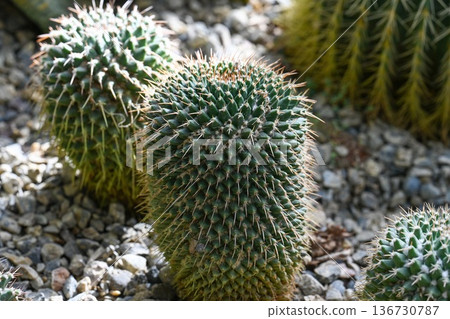 Close up of green mammillaria cactus with sharp spine in spring garden. Beautiful mammillaria carnea plant with geometrical areole in stony ground. Close up of green mammillaria cactus with sharp spine in spring garden. Beautiful mammillaria carnea plant with geometrical areole in stony ground. 136730787